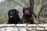 LABRADOR 705